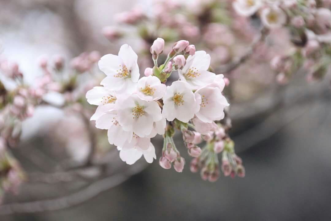 橋元堂豊嶋屋│福島市・和菓子・洋菓子