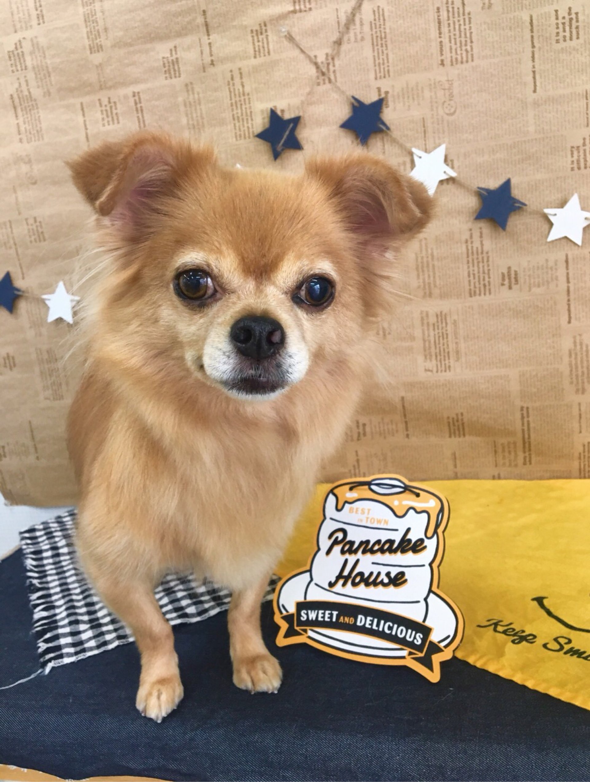 犬の美容室Poo│福島市・ペットサロン・ペットホテル・プー
