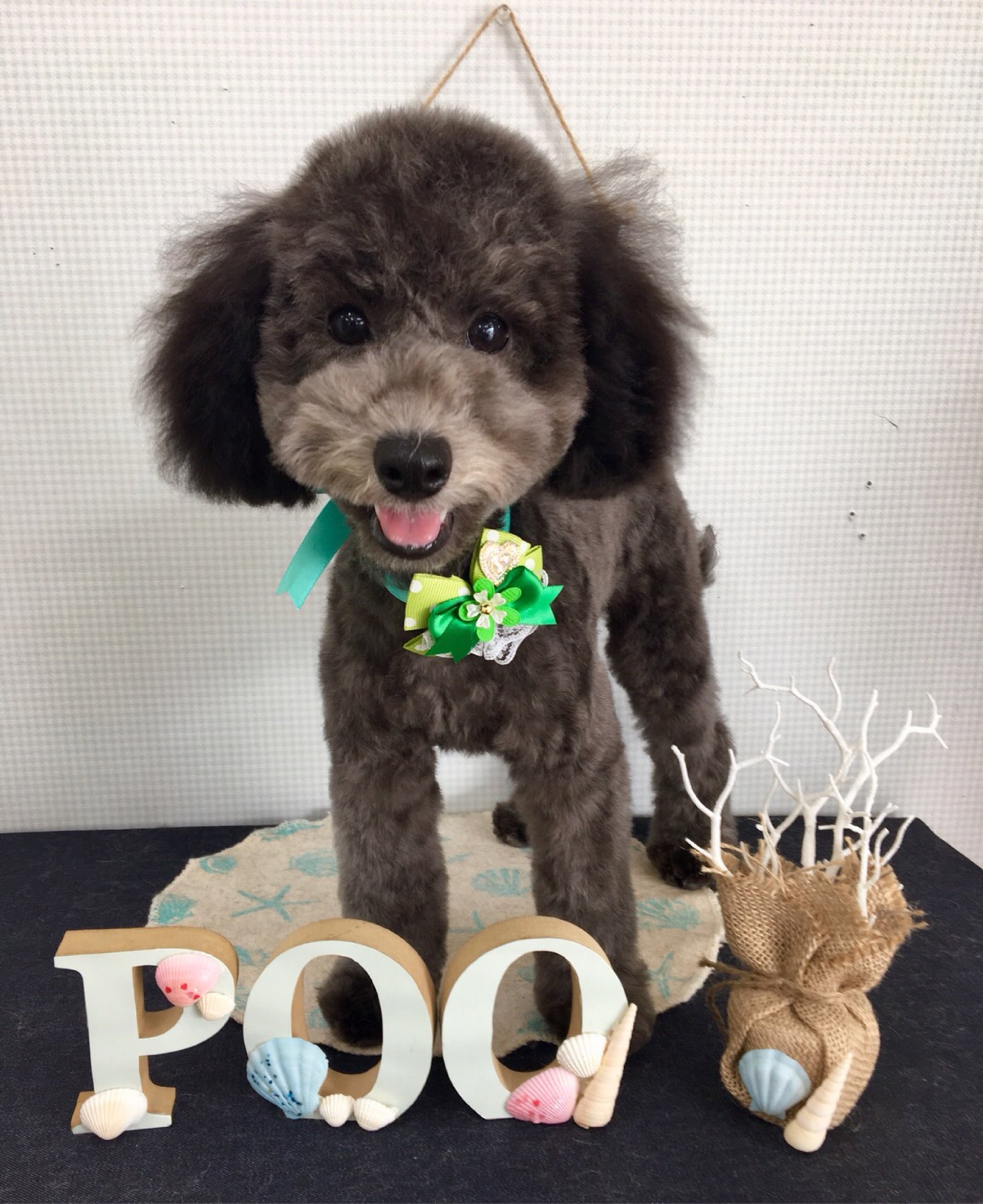 犬の美容室Poo│福島市・ペットサロン・ペットホテル・プー
