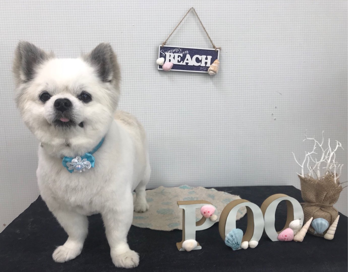 犬の美容室Poo│福島市・ペットサロン・ペットホテル・プー