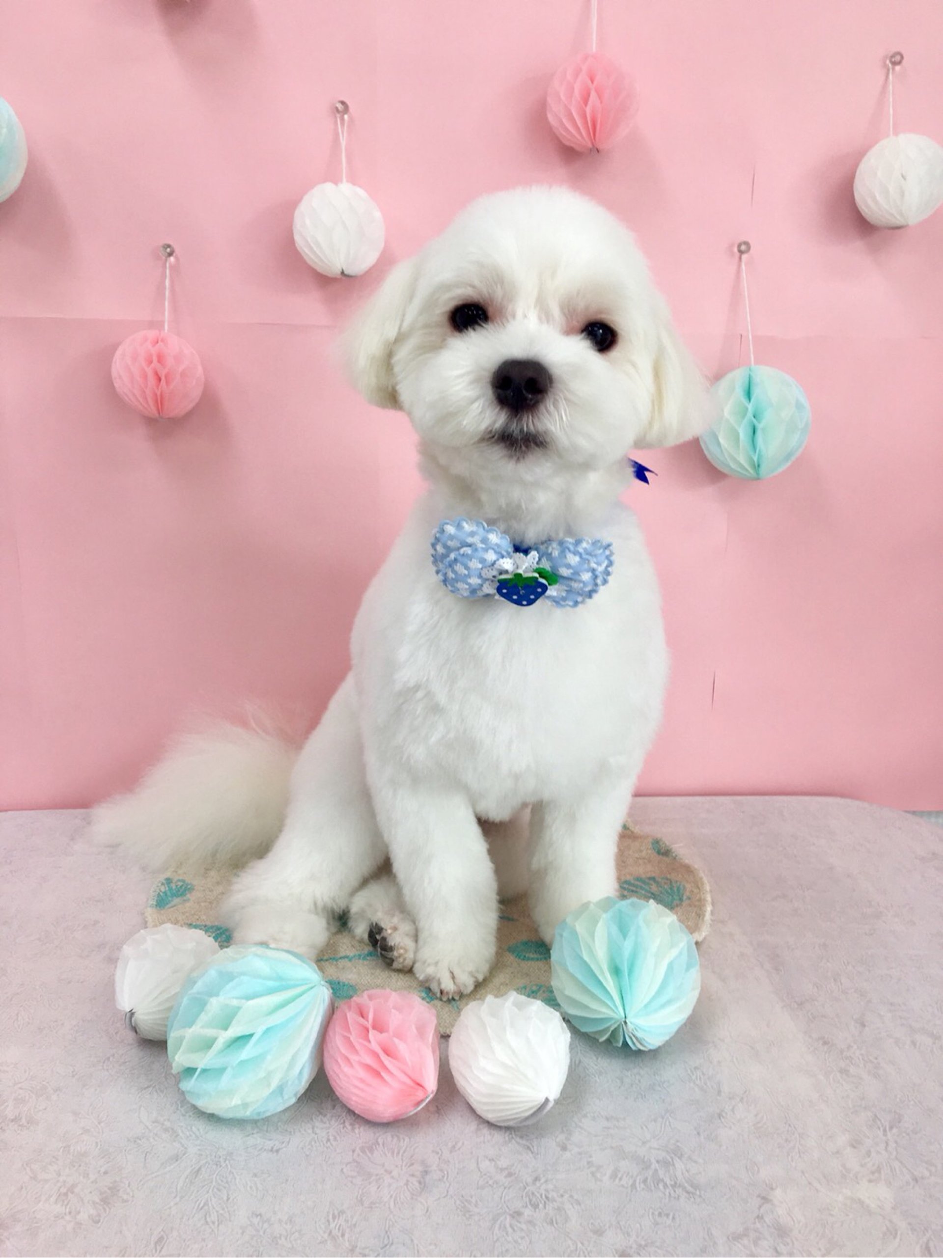 犬の美容室Poo│福島市・ペットサロン・ペットホテル・プー