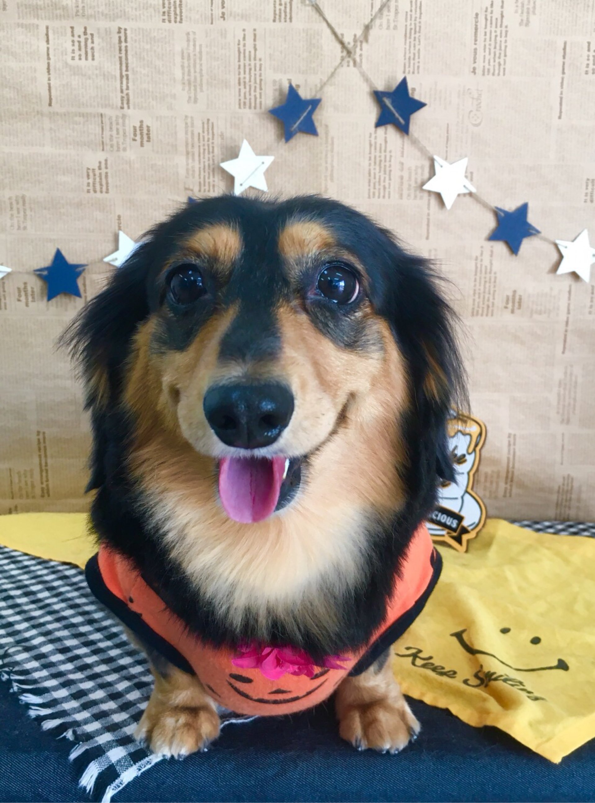 犬の美容室Poo│福島市・ペットサロン・ペットホテル・プー
