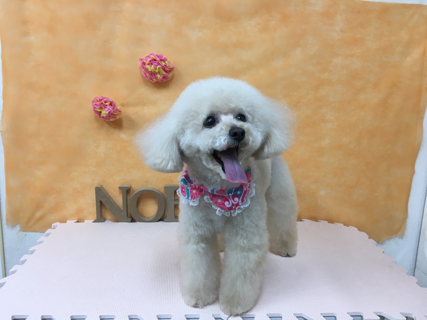 福島市の可愛いペット大集合! | I♥PETs(アイラブペット)