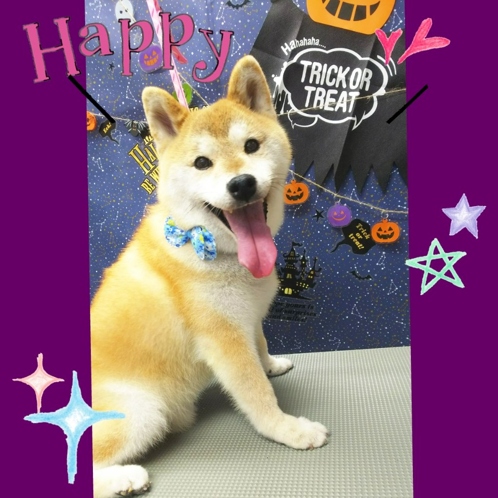 Dog Salon Mofu(ドッグサロンモフ)|福島市・ペットサロン・トリミング・ワンちゃん