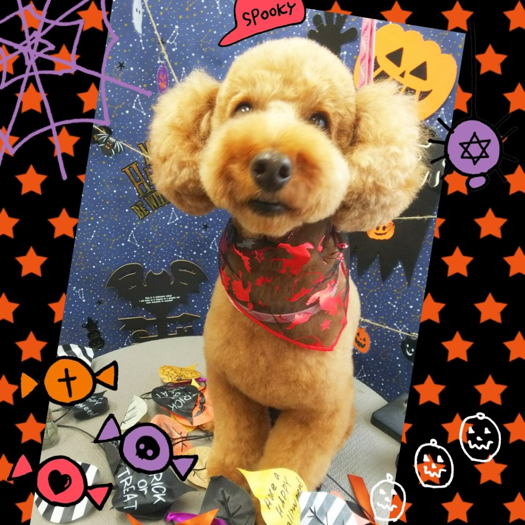 福島市の可愛いペット大集合! | I♥PETs(アイラブペット)