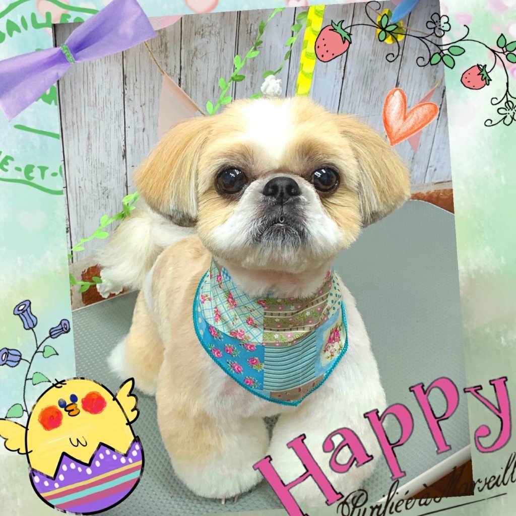 Dog Salon Mofu(ドッグサロンモフ)|福島市・ペットサロン・トリミング・ワンちゃん
