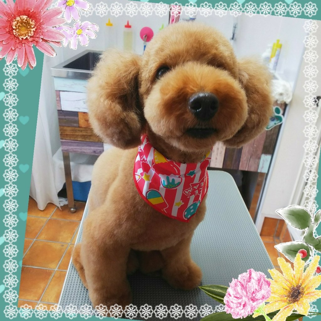 Dog Salon Mofu(ドッグサロンモフ)|福島市・ペットサロン・トリミング・ワンちゃん