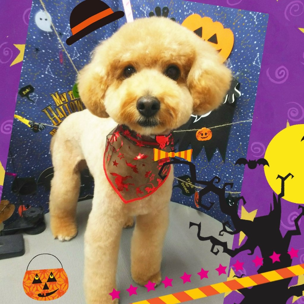 Dog Salon Mofu(ドッグサロンモフ)|福島市・ペットサロン・トリミング・ワンちゃん
