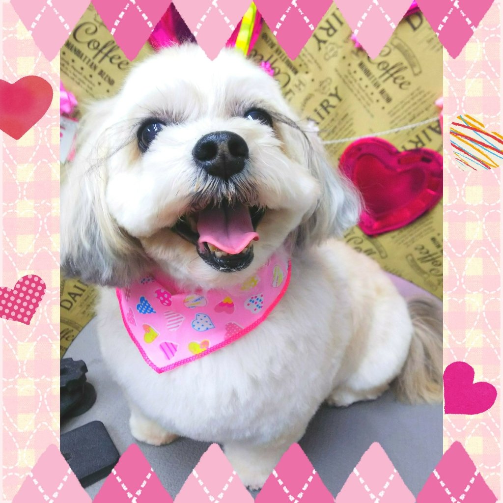 福島市の可愛いペット大集合! | I♥PETs(アイラブペット)