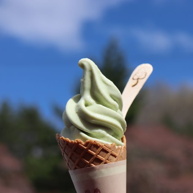 桑の葉　ソフトクリーム