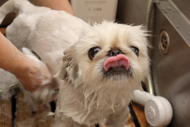 メニュー紹介 福島市のトリミングサロン いぬねこの店 タンタン ペット 販売 ホテル 犬 猫 たんたん