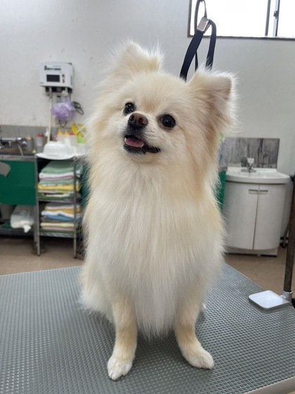 ポメラニアンおこめちゃん