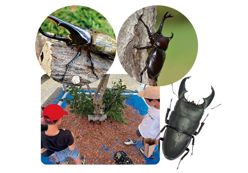 世界のカブトムシ＆クワガタ大集合