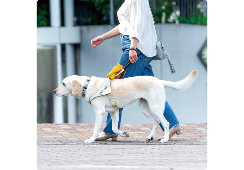 盲導犬の活動紹介