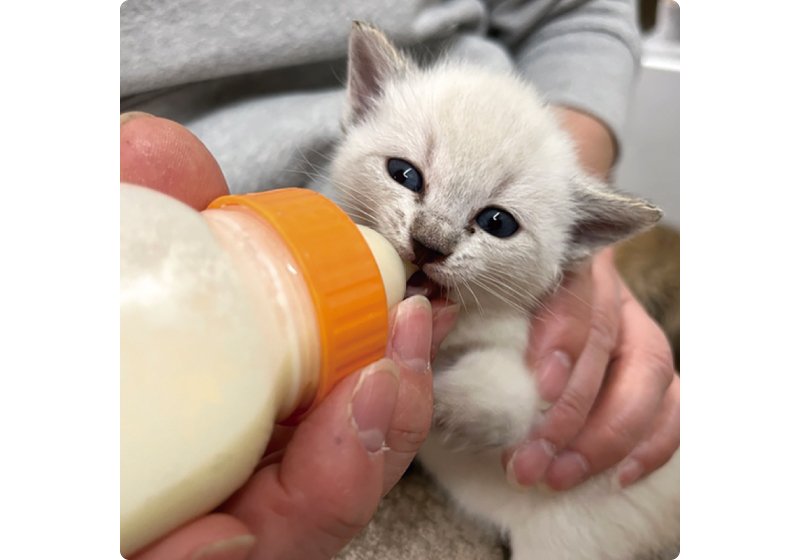 保護猫活動紹介