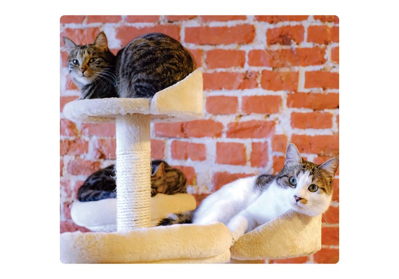 猫カフェランド