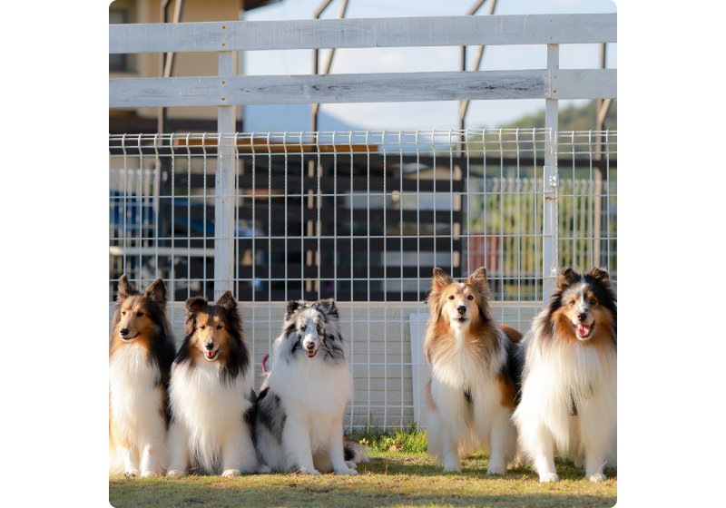 犬種別オフ会コーナー