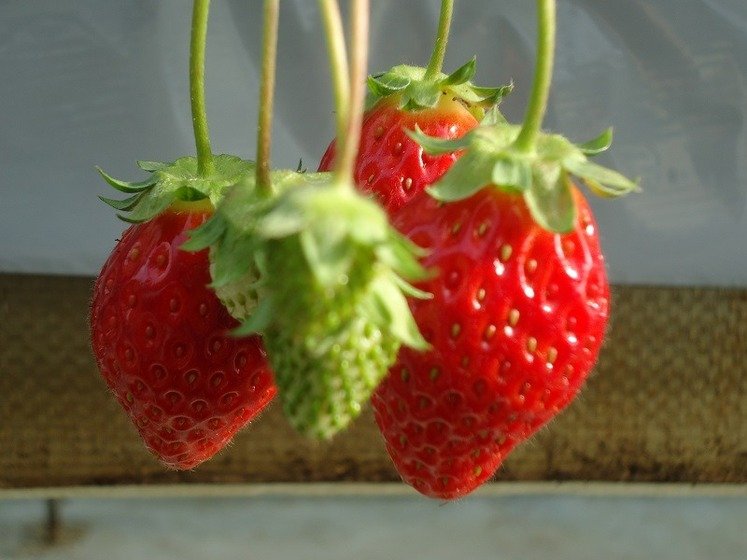 春の味覚パレット