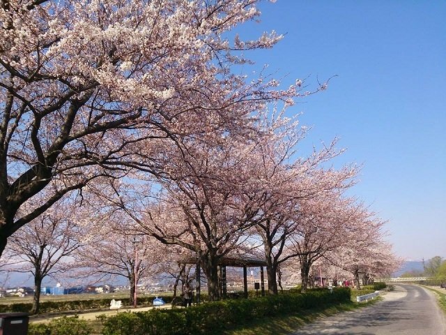 荒川桜づつみ河川公園