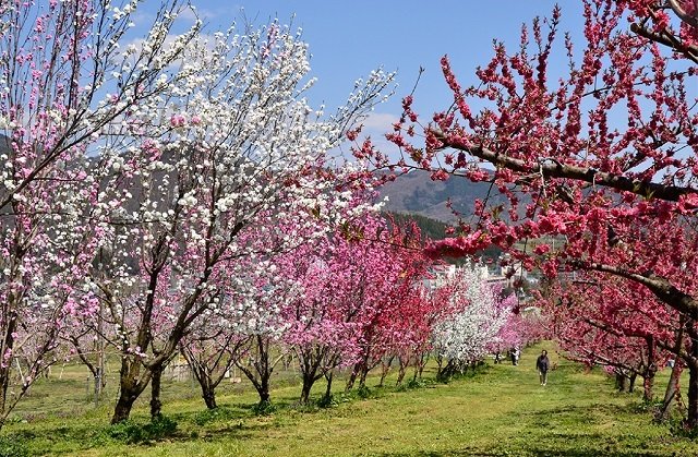 飯坂温泉・花ももの里