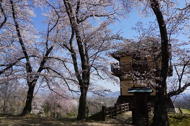 大森城山公園の桜