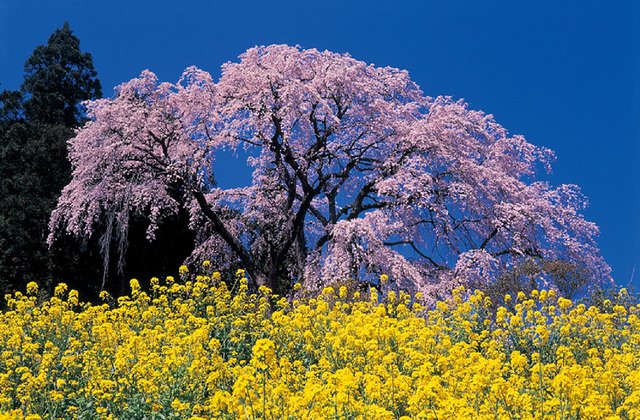二本松市・合戦場のしだれ桜