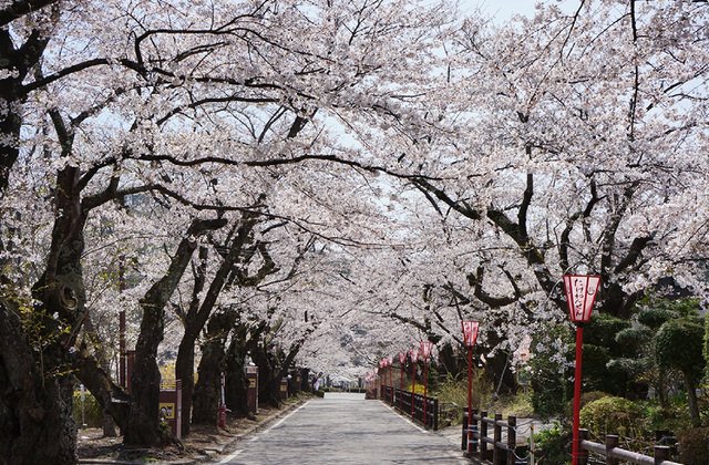 二本松市・岳温泉の桜坂