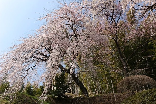 二本松市　鏡石寺のしだれ桜