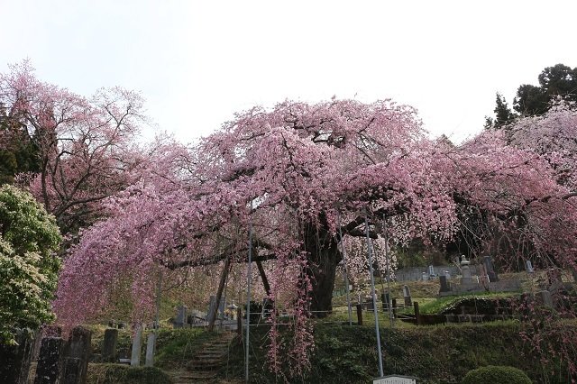 二本松市　本久寺の桜