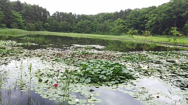 照南湖(しょうなんこ)のスイレン