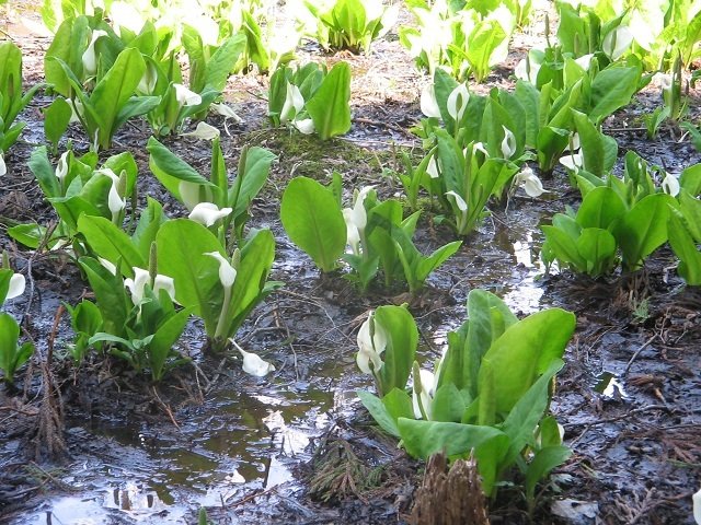 ４月が見ごろ、仁田沼の水芭蕉