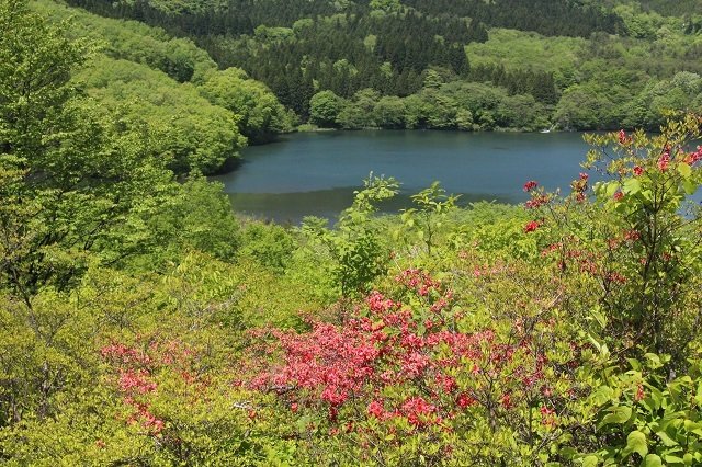 ５月が見ごろ、つつじ