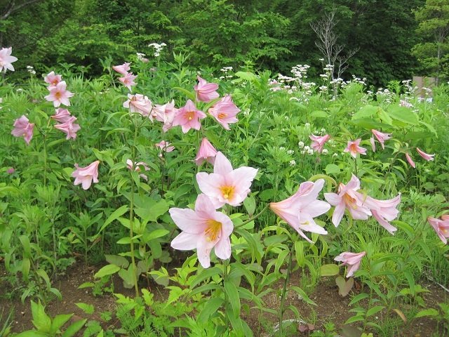 ６月が見ごろ、ヒメサユリ
