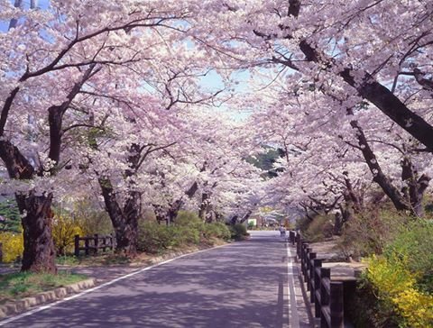 岳温泉の春・桜並木