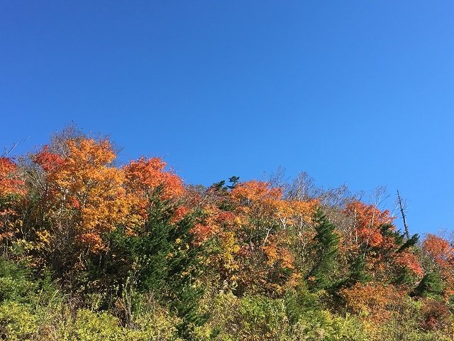 青い空と紅葉がとってもマッチ！