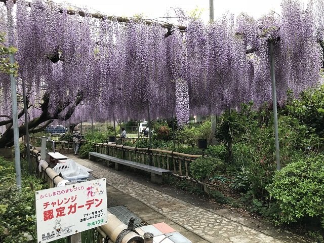 チャレンジガーデンとして福島市も協力しています。