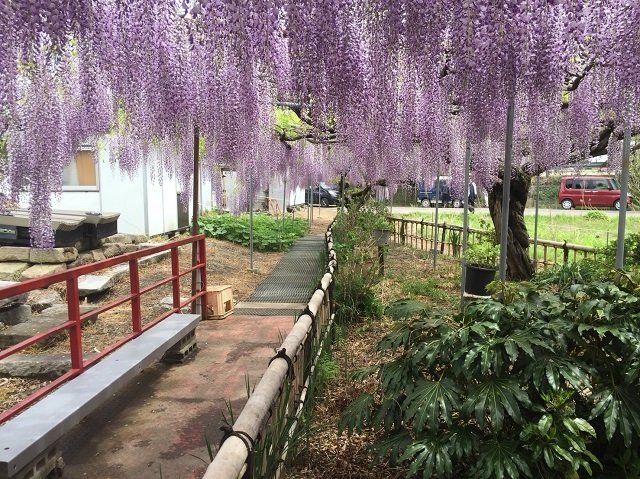 藤の花を楽しめるよう整備されております。
