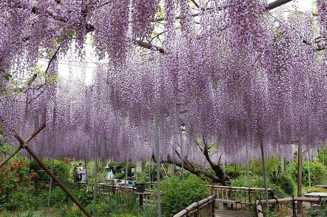 最長で1.5メートルにも花房が伸びた時もあったそうです。
