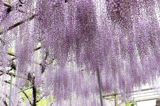 空を覆うような藤のカーテンは甘い香りに包まれてとても美しい。