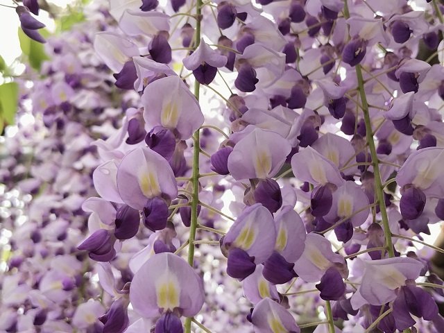 マメ科フジ属で、花はうすい紫色。藤色の色名はこれに由来するそうです。