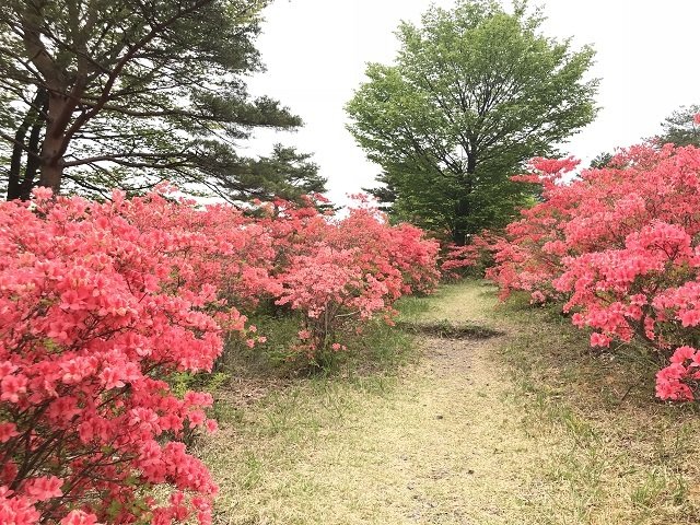 整備されているので、つつじに囲まれた道を歩いて楽しめます。