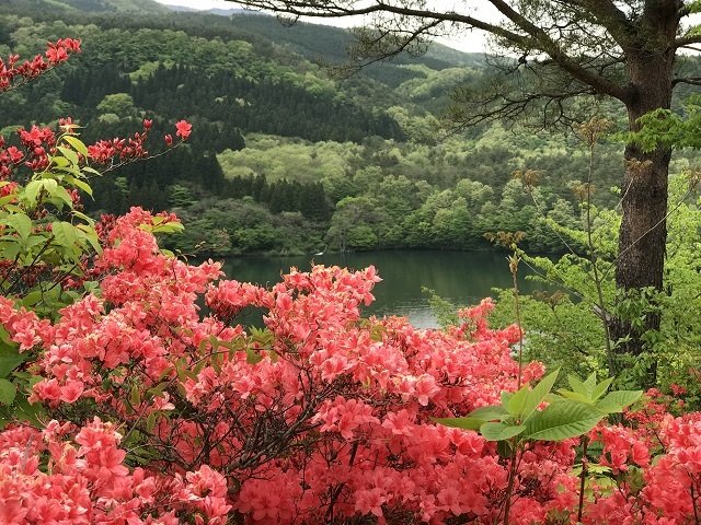 つつじが咲き誇る丘の眼下には女沼が広がり、まさに絶景ポイント！