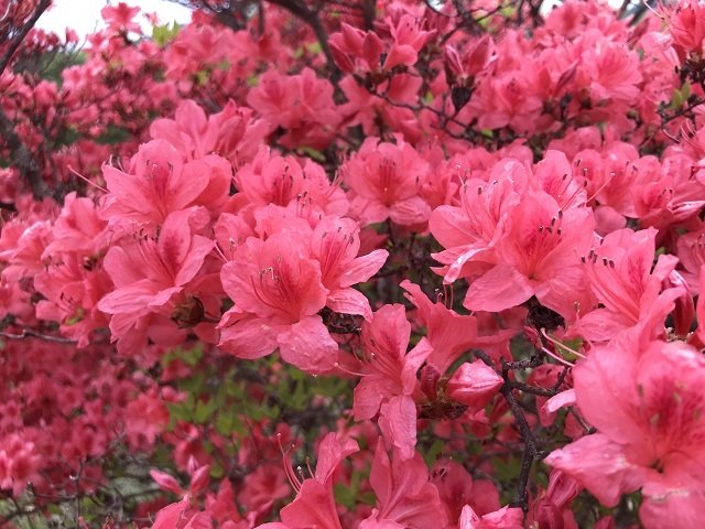 例年だと5月中旬～下旬にかけて山一面に咲き誇るそうです。