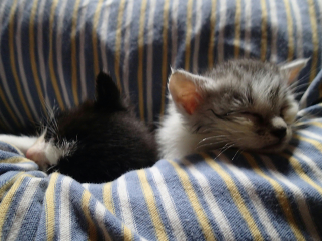 築100年のお住まいをリノベーション