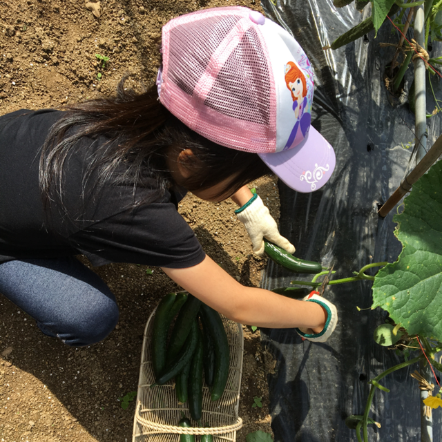 家庭菜園をみんなで楽しむ