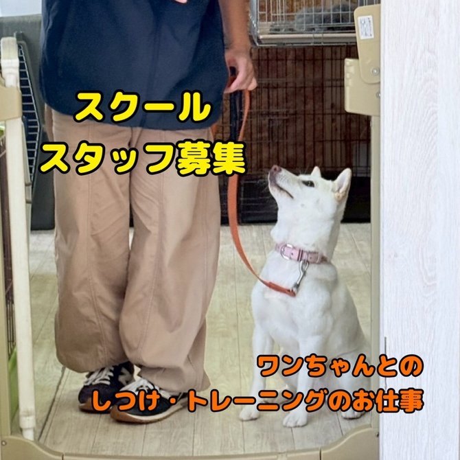 毎日ワンちゃんに触れるお仕事