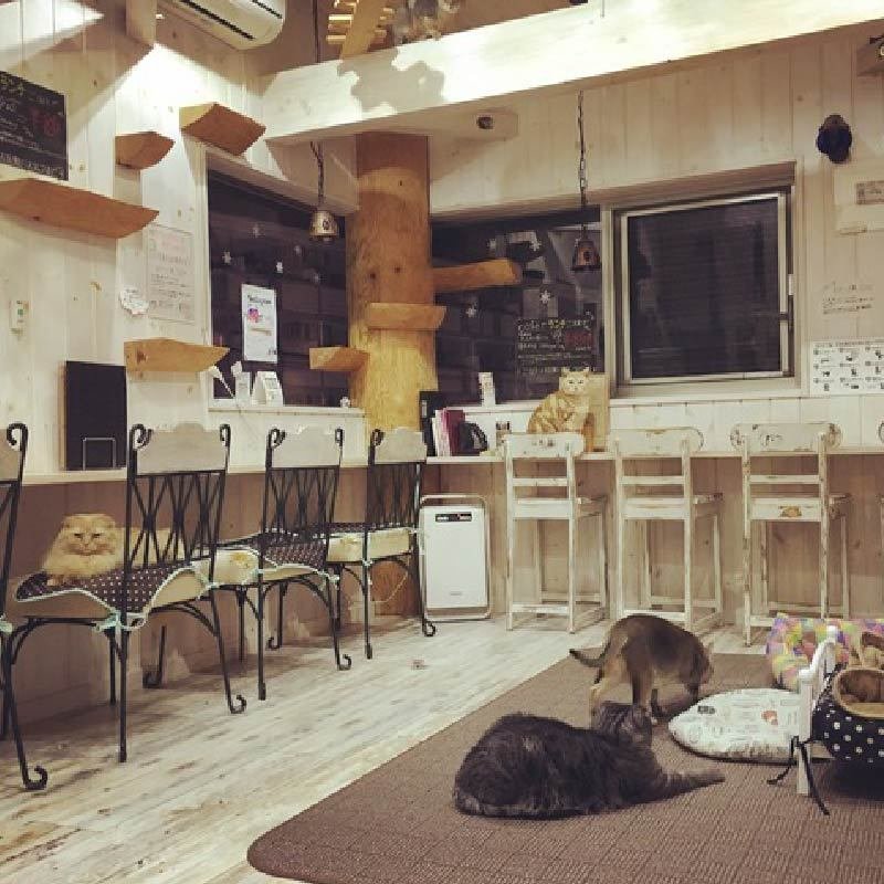 福島市鎌田のカフェ トリコ 猫cafe 猫と木 ぼく 福島県北最大級ポータル ぐるっと福島