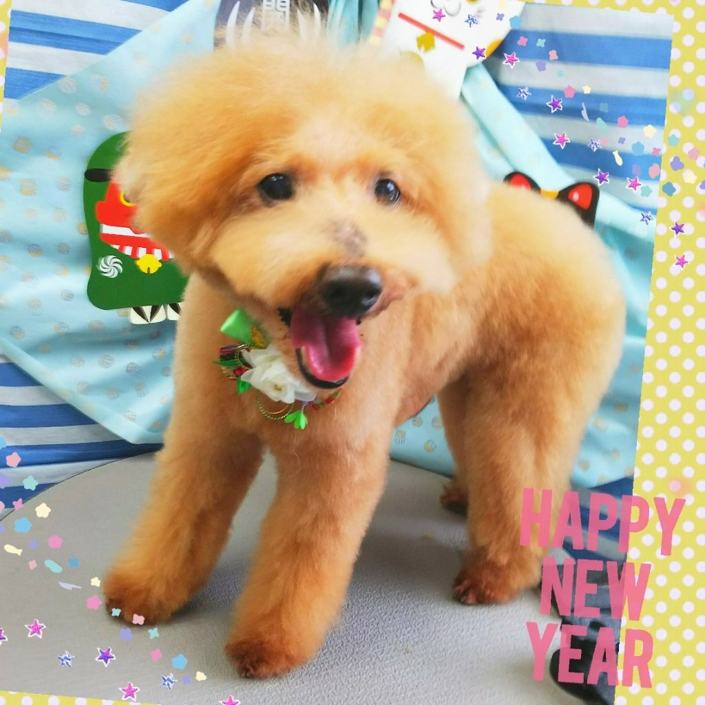 ワンちゃんアルバム福島市のドックサロン モフ 福島市 ペットサロン トリミング ワンちゃん 美容室