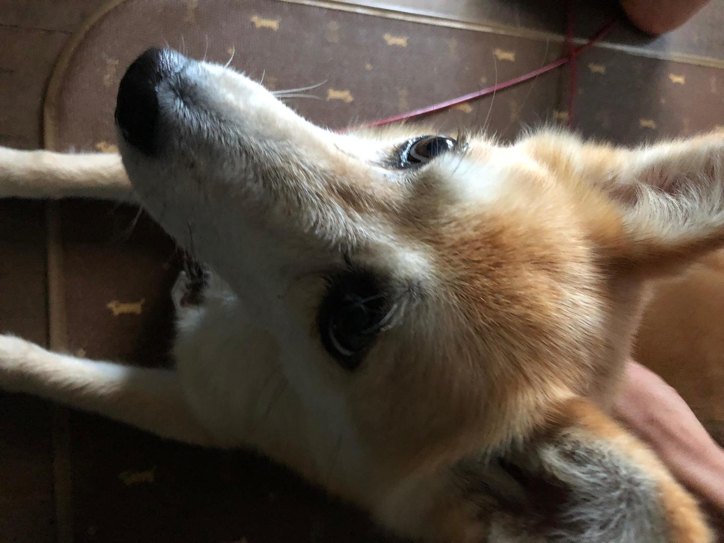 我が家のペット自慢福島市の可愛いペット大集合 I Pets アイラブペット