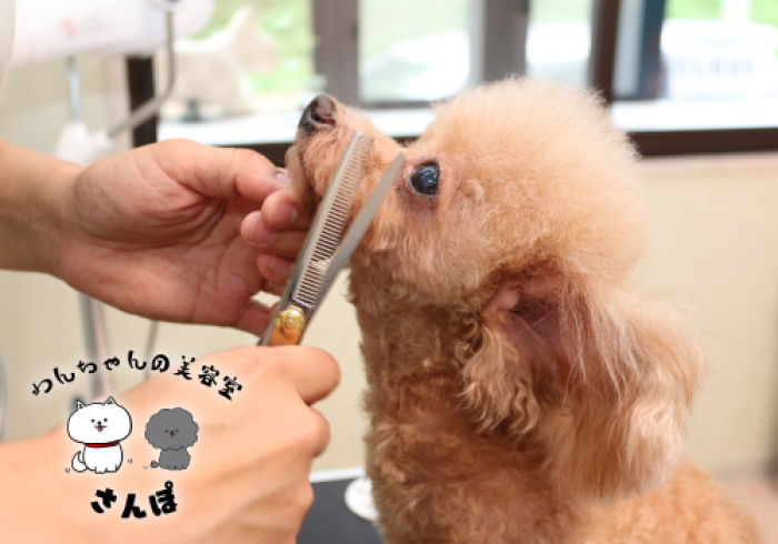 福島市のトリミングサロン わんちゃん美容室さんぽ